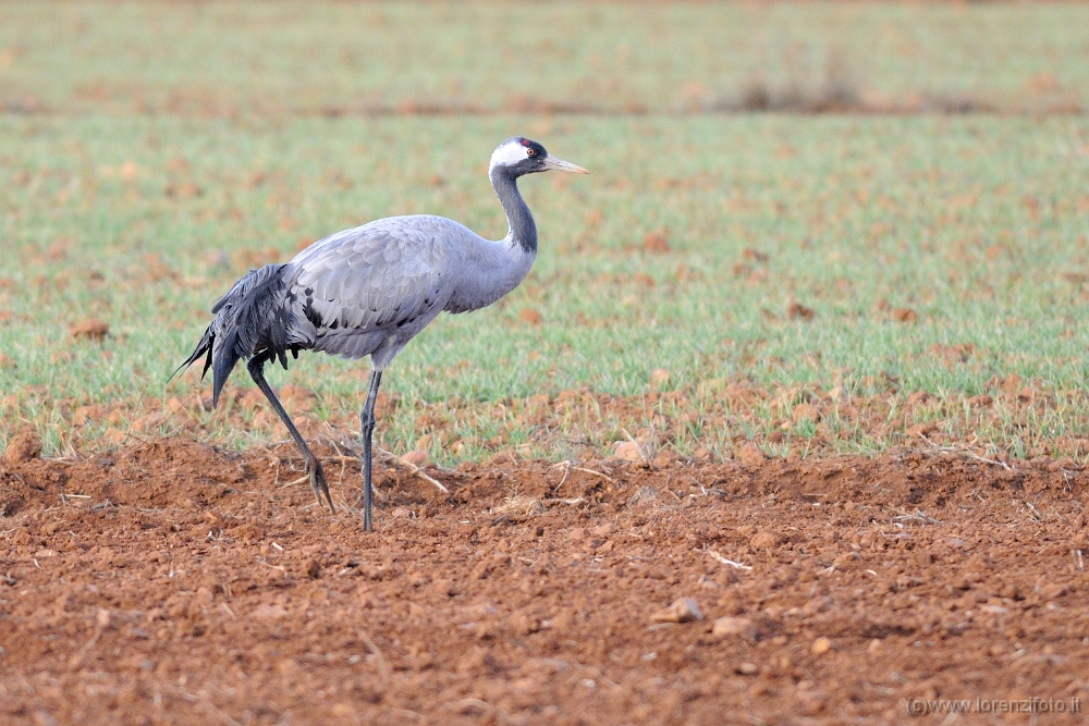 53287 Grus grus (Gru cenerina).jpg